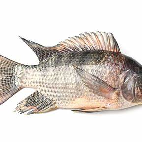 tilapia fish
