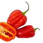 Habanero Chilli