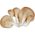 Oyster Mushroom