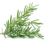 Rosemary