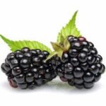 blackberries
