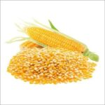 yellow-maize